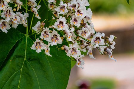 Photo for Catalpa tree with flowers and leaves, catalpa bignonioides, catalpa speciosa or cigar tree - Royalty Free Image
