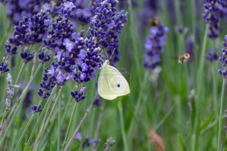 Téléchargez les photos : Papillon blanc de chou recueillant le pollen sur la lavande, le pieris, les lépidoptères - en image libre de droit