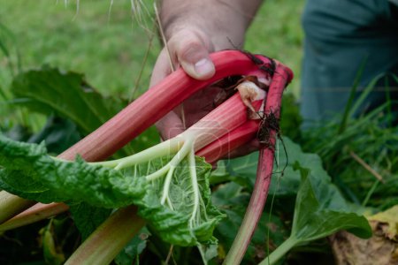 Téléchargez les photos : Homme récoltant la rhubarbe dans un jardin pour faire des tartes et de la compote, rheum rhabarbarum - en image libre de droit