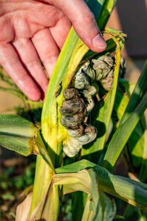 Diseased corn called corn smut, pathogenic fungus, ustilago maydis, in Mexico it is called huitlacoche or mexican truffle