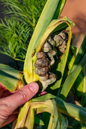 Diseased corn called corn smut, pathogenic fungus, ustilago maydis, in Mexico it is called huitlacoche or mexican truffle