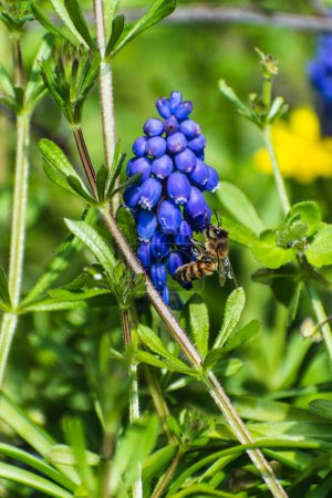 Vipernbogen, Maushyazinthe oder Traubenhyazinthe blau und lila im Garten im Frühling, muscari armeniacum