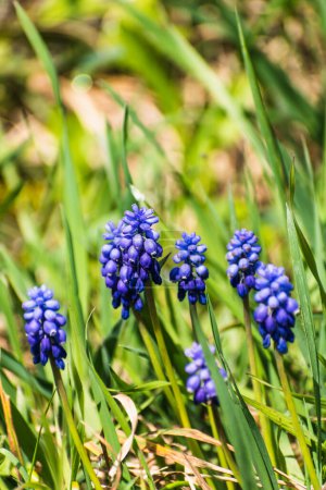 Viper bow, mouse hyacinth or grape hyacinth blue and purple in a garden at springtime, muscari armeniacum