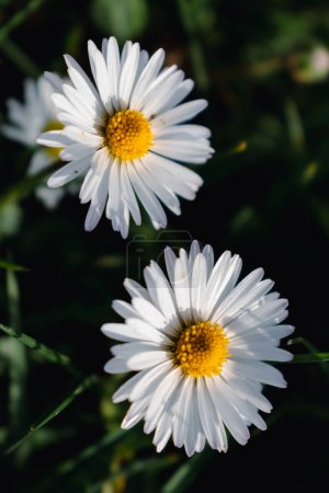 Daisy flower in a garden at springtime, edible flower, bellis perennis, astereae