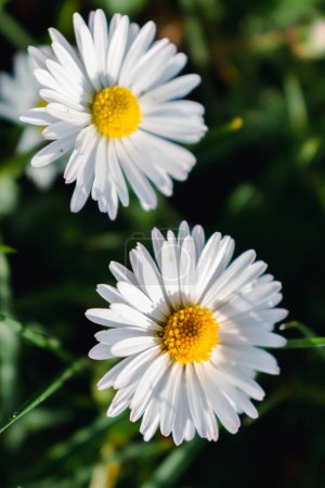 Daisy flower in a garden at springtime, edible flower, bellis perennis, astereae