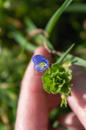 Veronica persica or bird's eye speedwell flower at springtime are small bright blue flower
