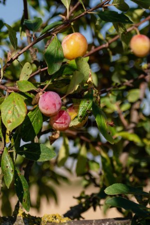 Mirabelle plums in an orchard, lorraine yellow gold, Metz, Nancy, prunus domestica