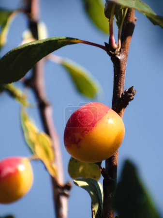 Mirabelle plums in an orchard, lorraine yellow gold, Metz, Nancy, prunus domestica