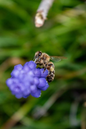 Bienen sammeln im Frühling Pollen an einer Traubenhyazinthe im Garten, muscari armeniacum