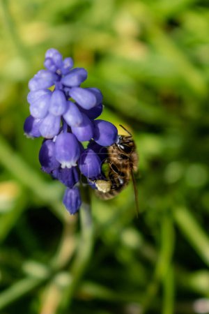 Bee collecting pollen on a grape hyacinth in a garden at springtime, muscari armeniacum