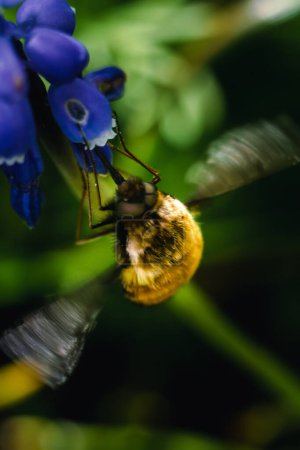 Bombyle an einer Traubenhyazinthe, ein kleines haariges Insekt mit einem Rüssel, um Nektar aus den Blüten zu ziehen, Bombylius
