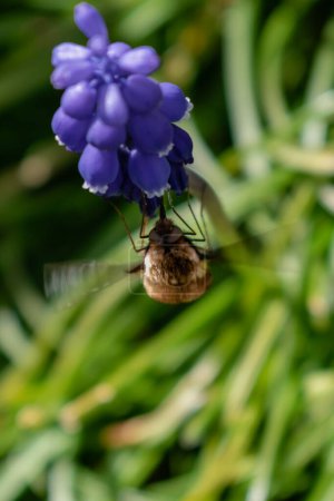 Bombyle an einer Traubenhyazinthe, ein kleines haariges Insekt mit einem Rüssel, um Nektar aus den Blüten zu ziehen, Bombylius
