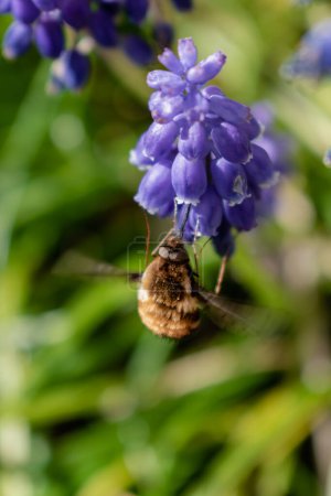 Bombyle on a grape hyacinth, a small hairy insect with a proboscis to draw nectar from the flowers, bombylius