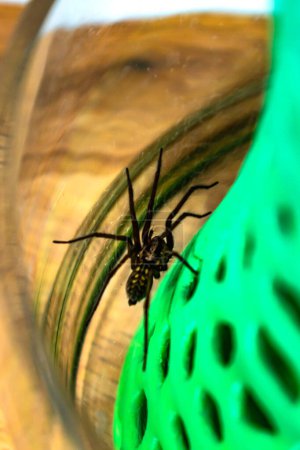 Indoor tegenarian spider, in a glass jar and a coral structure in a house, tegenaria, arachnida