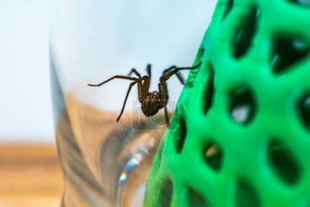 Indoor tegenarian spider, in a glass jar and a coral structure in a house, tegenaria, arachnida