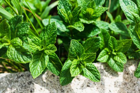 Minze im Garten, wunderbar aromatische Pflanze für die Küche, Mentha spicata