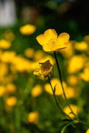 Buttercup or creeping buttercup in a garden in spring, ranunculus repens