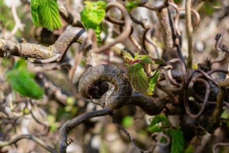 Gedrehter Haselnussbaum im Frühling mit welligen Ästen und wachsendem Laub, Corylus avellana contorta