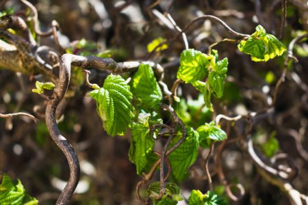 Foto de Avellana retorcida en primavera con ramas onduladas y follaje creciente, corylus avellana contorta - Imagen libre de derechos