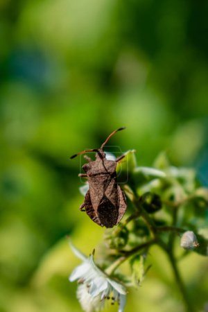 Dock leaf bug, heteropteran insect, bug of the coreidae family, coreus marginatus