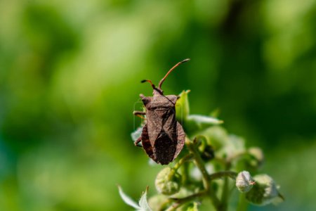 Photo for Dock leaf bug, heteropteran insect, bug of the coreidae family, coreus marginatus - Royalty Free Image