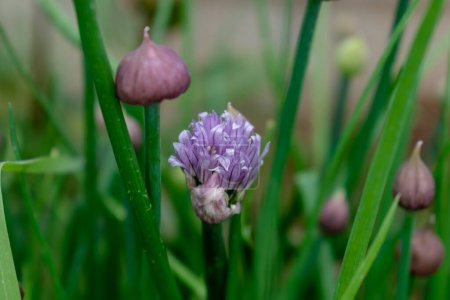 Téléchargez les photos : Ciboulette en fleur et avec bourgeons, allium schoenoprasum - en image libre de droit