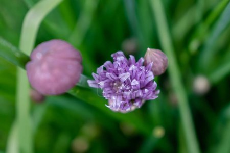 Schnittlauch in Blüte und mit Knospen, Allium schoenoprasum