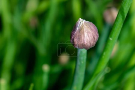 Schnittlauch in Blüte und mit Knospen, Allium schoenoprasum