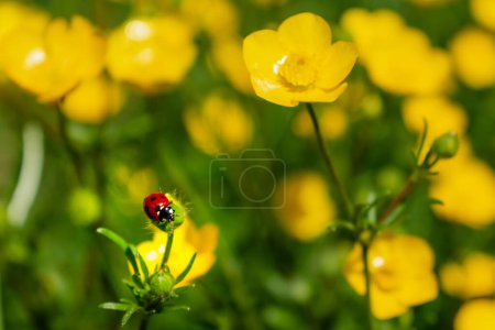 Buttercup with ladybug in a garden in spring, ranunculus repens