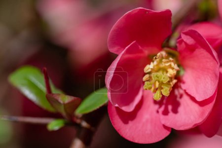 Pink japanese quince flower head, chaenomeles japonica, malus floribunda