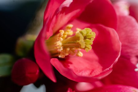 Pink japanese quince flower head, chaenomeles japonica, malus floribunda