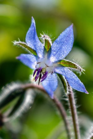 Borage flower for cooking, salad, soup, herbal infusion, borago officinalis
