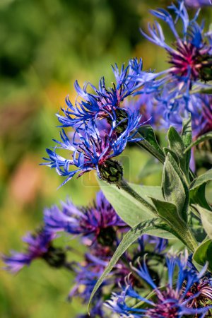 Blue cornflower outdoors, centaurea montana