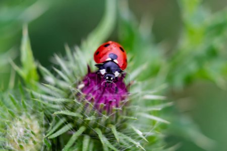 Ladybug on a thistle, little round beetle, red with black spots, coccinella, coccinellidae