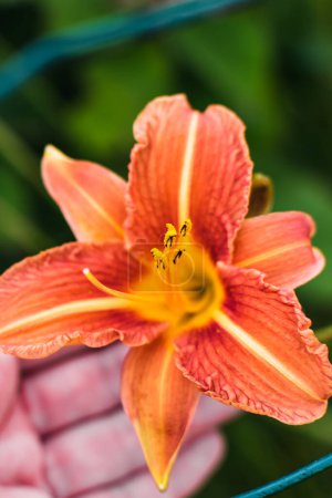Orange daylily or day lily, flower, hemerocallis