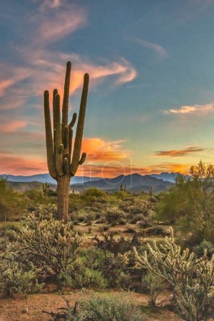Téléchargez les photos : Cactus du Saguar dans le désert de Sonoran près de Phoenix, Arizona - en image libre de droit