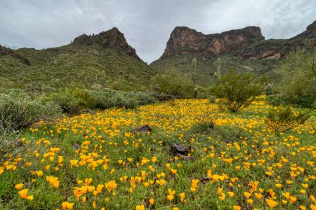 Téléchargez les photos : Fleurs sauvages printanières au Picacho Peak State Park près de Phoenix, Arizona - en image libre de droit