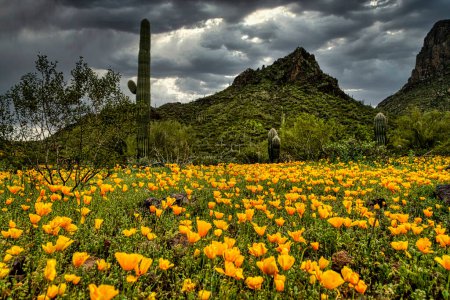 Foto de Flores silvestres de primavera en el Parque Estatal Picacho Peak cerca de Phoenix, Arizona - Imagen libre de derechos