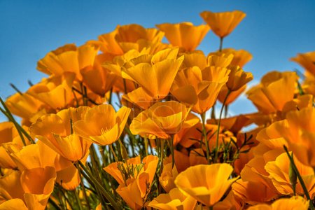 Wild Mexican and California poppies in Arizona