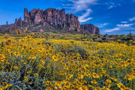 Blooming brittlebush and Superstition Mountain near Phoenix, Arizona.