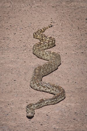 Photo for Gopher snake, also known as a bull snake, slithers across the road. - Royalty Free Image