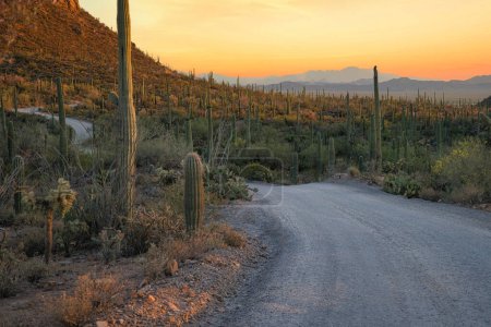 Une vue sur le désert Sonoran et la montagne de la Superstition près de Phoenix, Arizona.