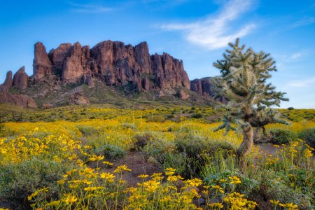 Blühender Bruchbusch und der Berg des Aberglaubens bei Phoenix, Arizona.