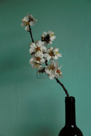 Téléchargez les photos : Blooming almond tree branch with selective focus against blue turquoise stucco wall. Spring or Easter styled stock photography - en image libre de droit