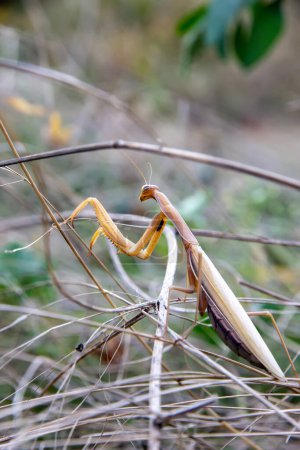Photo for The praying mantis lurks in the grass, It hunts for insects. - Royalty Free Image