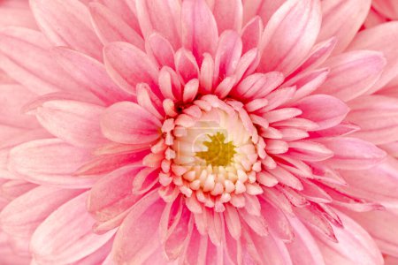 Téléchargez les photos : Gently colors of flower of aster Callistephus chinensis. Close up - en image libre de droit