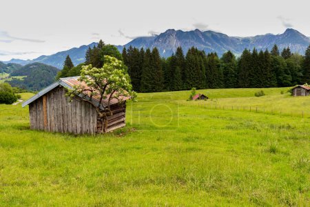 Photo for Beauty daily landscape of an old wooden house on a green field - Royalty Free Image