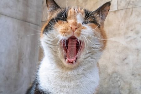 Bunte Katze mit offenem Maul gähnt. Nahaufnahme