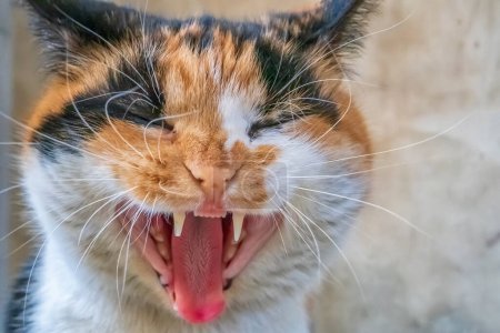 Niedliche bunte Katze mit öffnendem Maul gähnt. Nahaufnahme