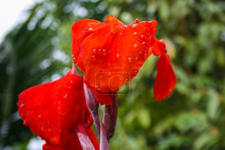 Foto de Flor de canna roja floreciendo por la mañana en el jardín - Imagen libre de derechos